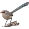 Стикер 44 Birds