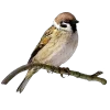 Стикер 51 Birds