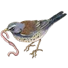 Стикер 13 Birds