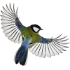 Стикер 55 Birds