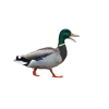 Стикер 28 Birds
