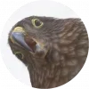 Стикер 2 Birds