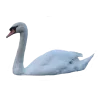 Стикер 52 Birds