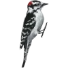 Стикер 41 Birds