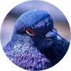 Стикер 3 Birds
