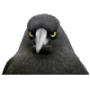 Стикер 30 Birds