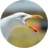 Обложка пака