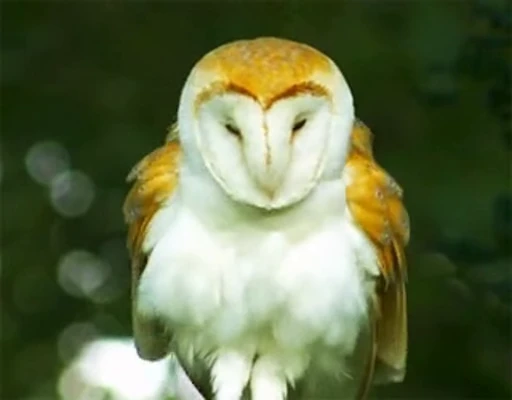 🤩 Стикер «Птички» для Telegram