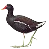 Стикер 51 Птицы