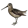 Стикер 37 Птицы