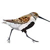 Стикер 43 Птицы
