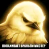 Стикер 43 Птицы мем