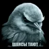Стикер 38 Птицы мем