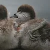 Стикер 11 ❤ Набор эмоджи с птичками