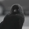 Стикер 20 ❤ Набор эмоджи с птичками