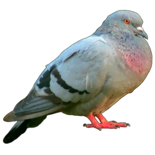 🐦 Стикер «Голуби XL» для Telegram