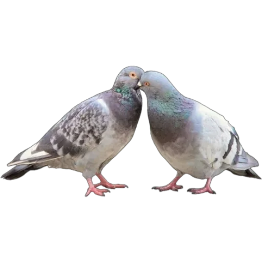 👩‍❤️‍👨 Стикер «Голуби XL» для Telegram