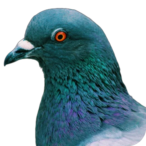 🐦 Стикер «Голуби XL» для Telegram