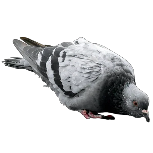🐦 Стикер «Голуби XL» для Telegram