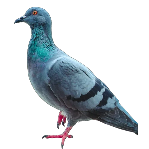 🐦 Стикер «Голуби XL» для Telegram