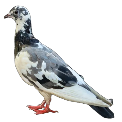 🐦 Стикер «Голуби XL» для Telegram