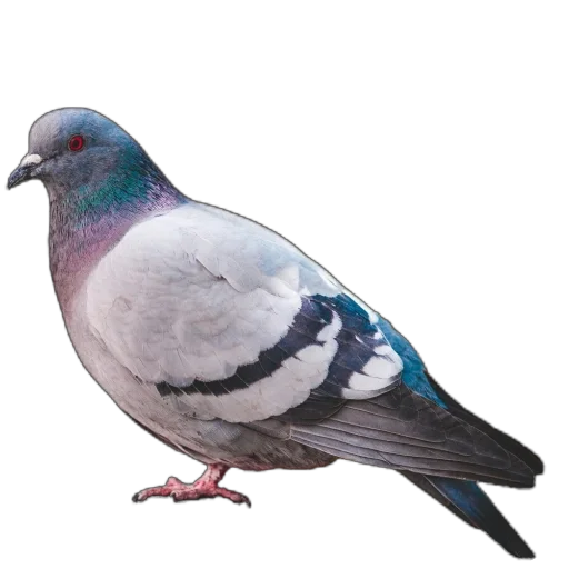 🐦 Стикер «Голуби XL» для Telegram
