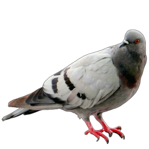 🐦 Стикер «Голуби XL» для Telegram