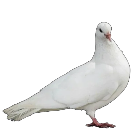 🕊 Стикер «Голуби XL» для Telegram