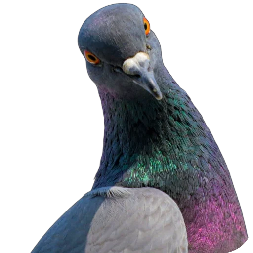😉 Стикер «Голуби XL» для Telegram