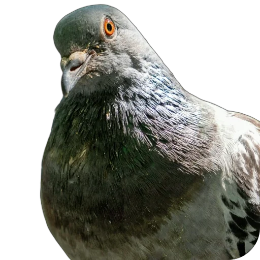 🐦 Стикер «Голуби XL» для Telegram