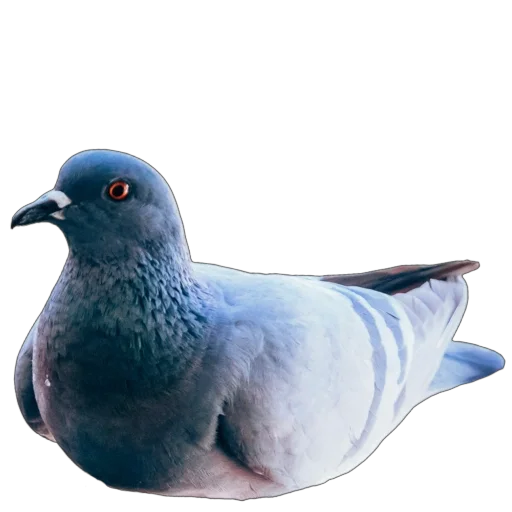 🦆 Стикер «Голуби XL» для Telegram