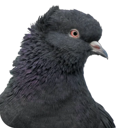 🐦 Стикер «Голуби XL» для Telegram