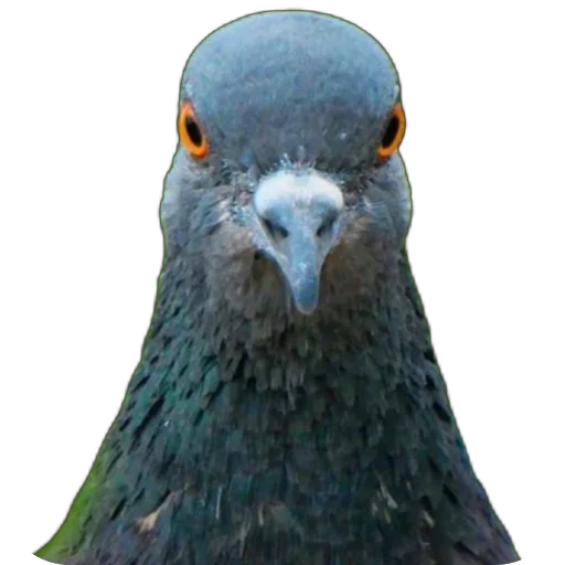 🐦 Стикер «Голуби XL» для Telegram