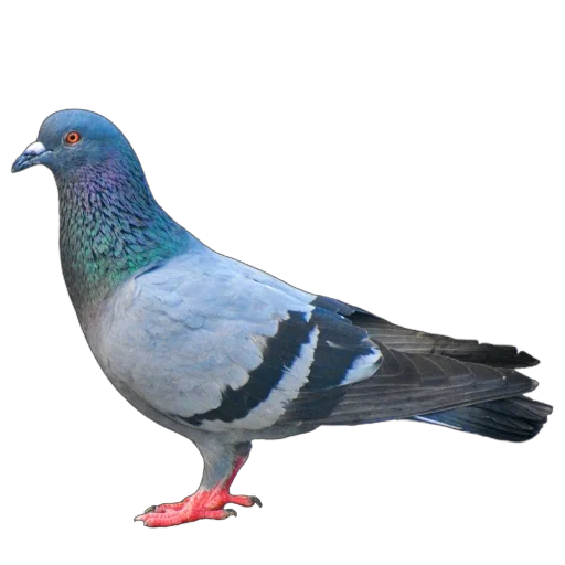 🦆 Стикер «Голуби XL» для Telegram