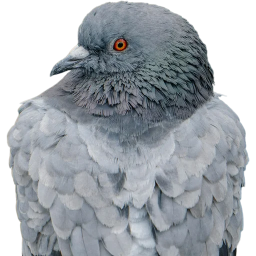 🐦 Стикер «Голуби» для Telegram