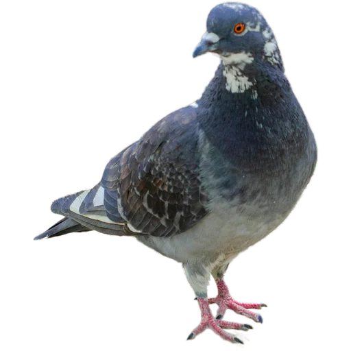 🐦‍⬛ Стикер «Голуби» для Telegram