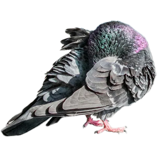 🐦 Стикер «Голуби» для Telegram