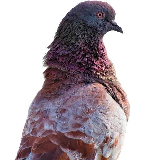 🦃 Стикер «Голуби» для Telegram
