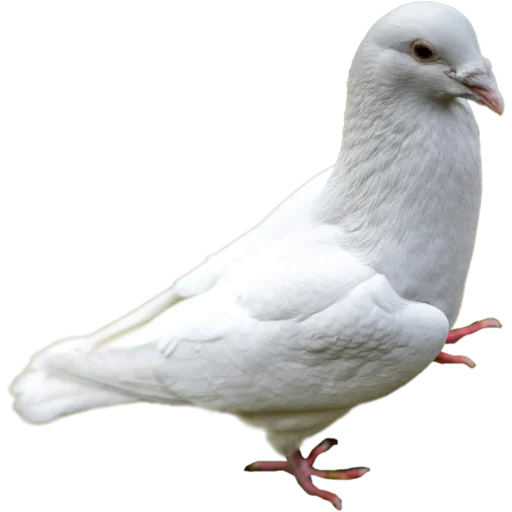 🦢 Стикер «Голуби» для Telegram