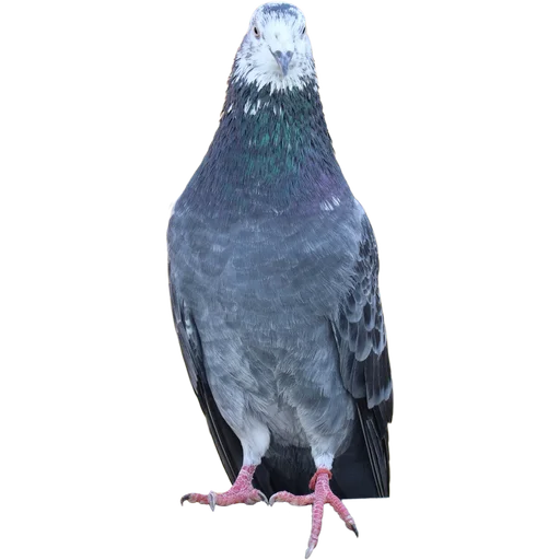 🦜 Стикер «Голуби» для Telegram