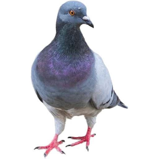 🐦 Стикер «Голуби» для Telegram