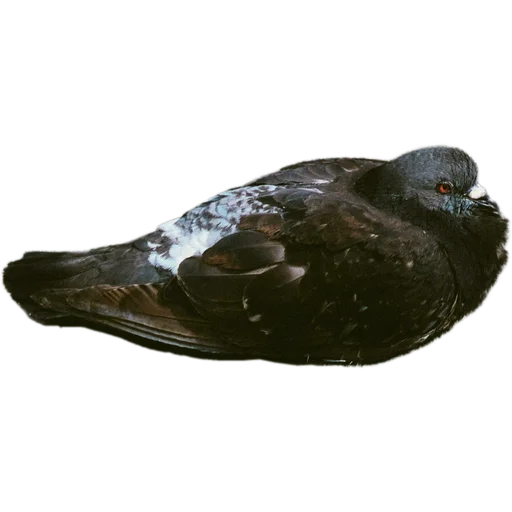 🦆 Стикер «Голуби» для Telegram