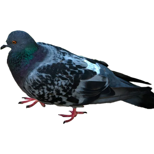 🐦‍⬛ Стикер «Голуби» для Telegram