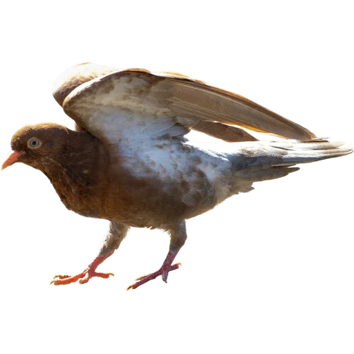 🦃 Стикер «Голуби» для Telegram