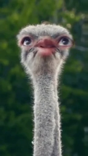 😀 Стикер «Bird Animation» для Telegram