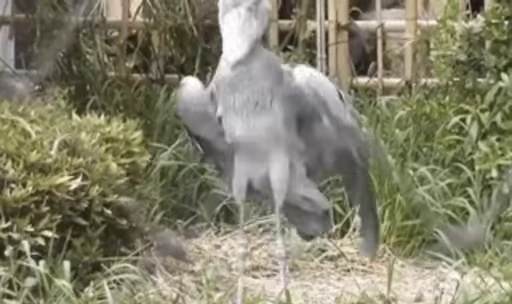 😀 Стикер «Bird Animation» для Telegram