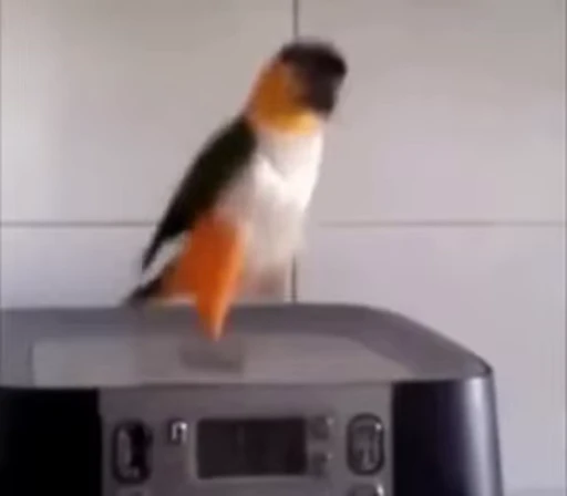 Стикерпак Bird Animation для Telegram