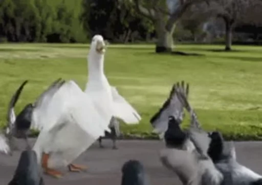 😀 Стикер «Bird Animation» для Telegram