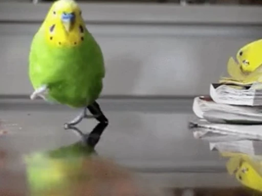 😀 Стикер «Bird Animation» для Telegram