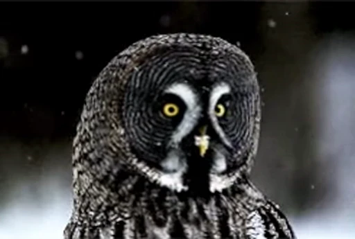 😀 Стикер «Bird Animation» для Telegram